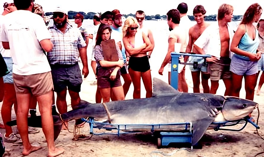 Несмотря на то, что популяция тигровых акул сокращается, на неё до сих пор ведётся промысловая охота. Главные трофеи — это плавники и печень. 