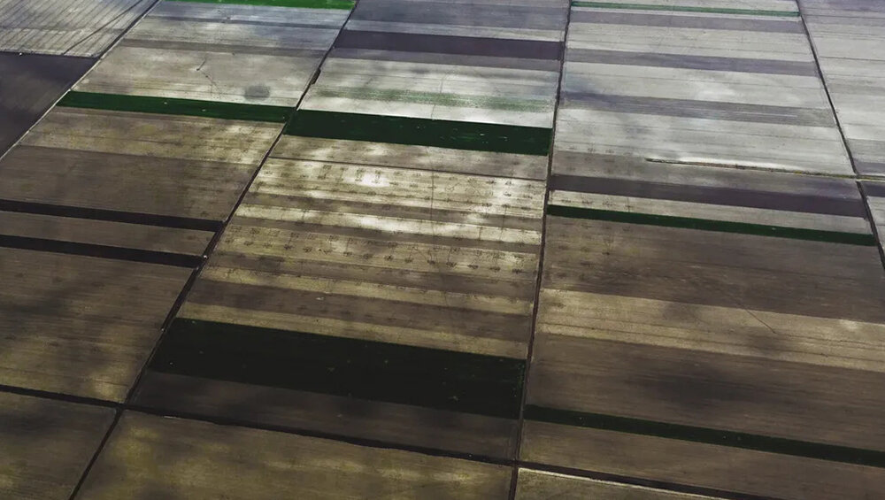     Фото: Professor Barry Molloy, University College Dublin