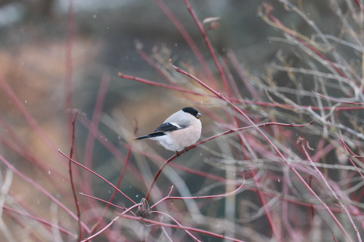 самка снегиря
