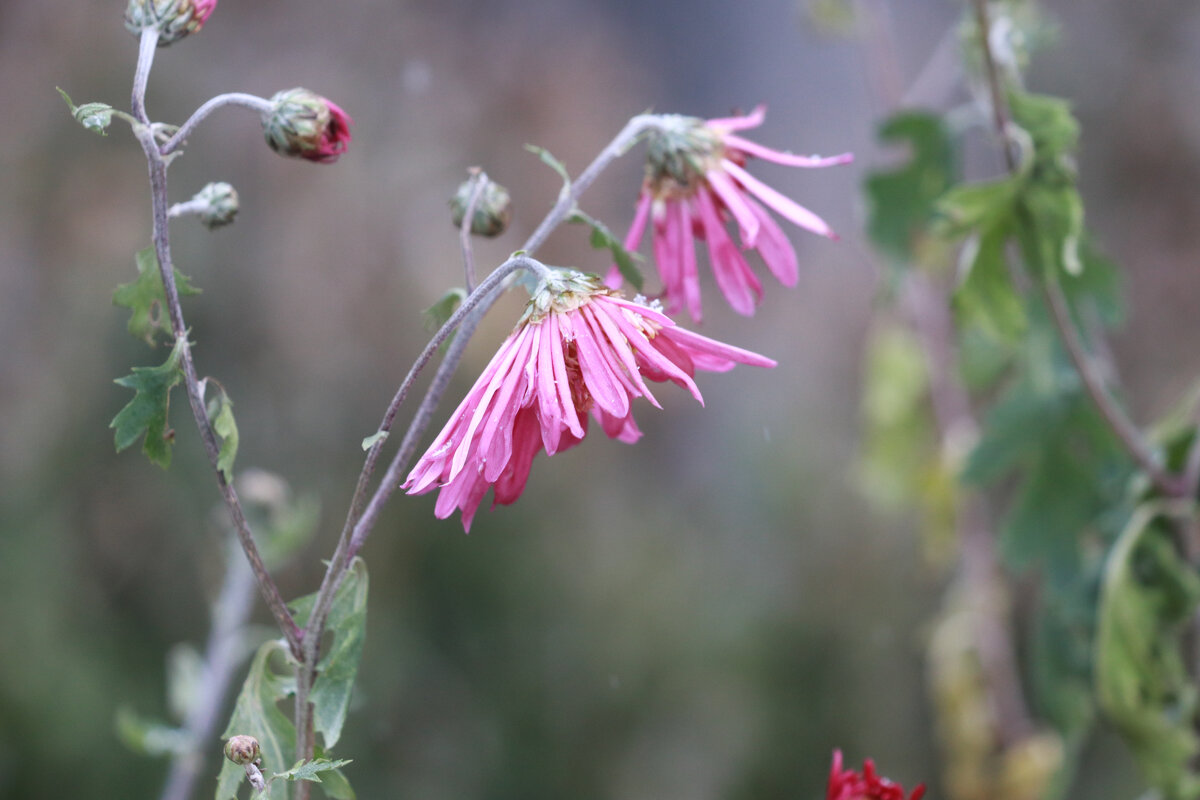 последние хризантемы