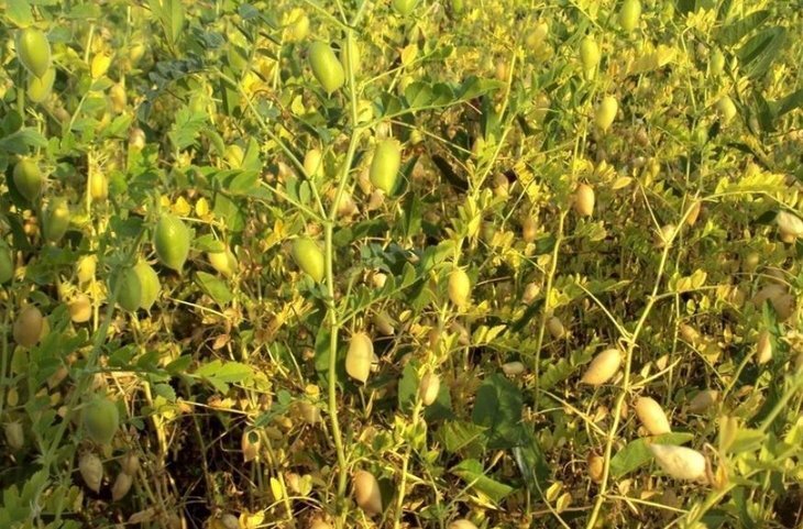    5 сортов отечественного нута выращивают аграрии Ставрополья: спрос растет!
