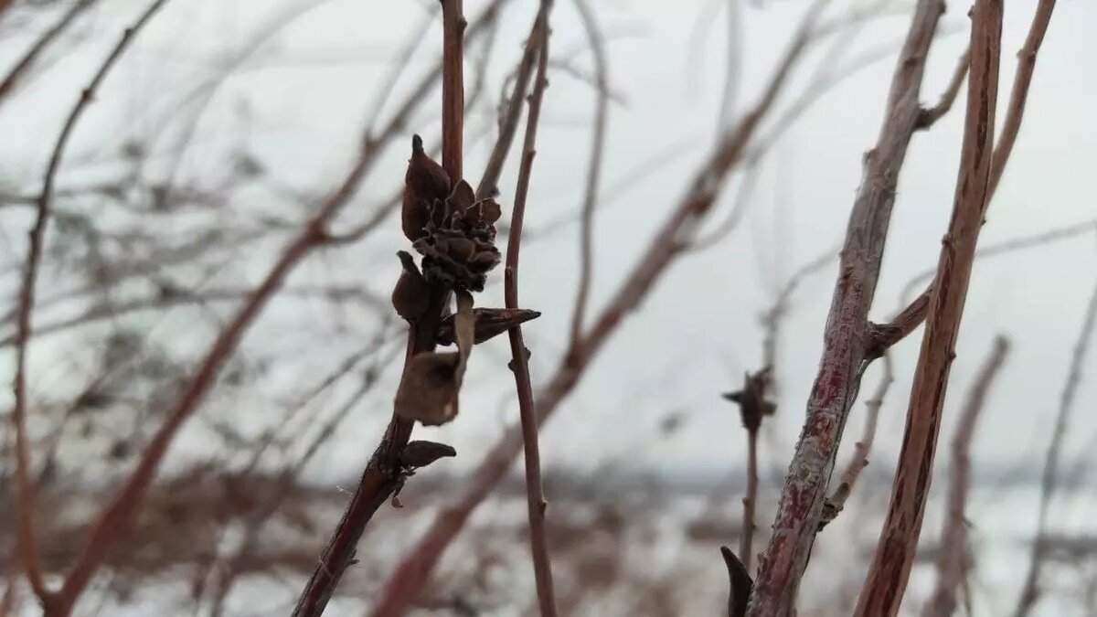     В Татарстане снова объявили штормовое предупреждение из-за ухудшения погодных условий. Об этом сообщило управление по гидрометеорологии и мониторингу окружающей среды РТ.