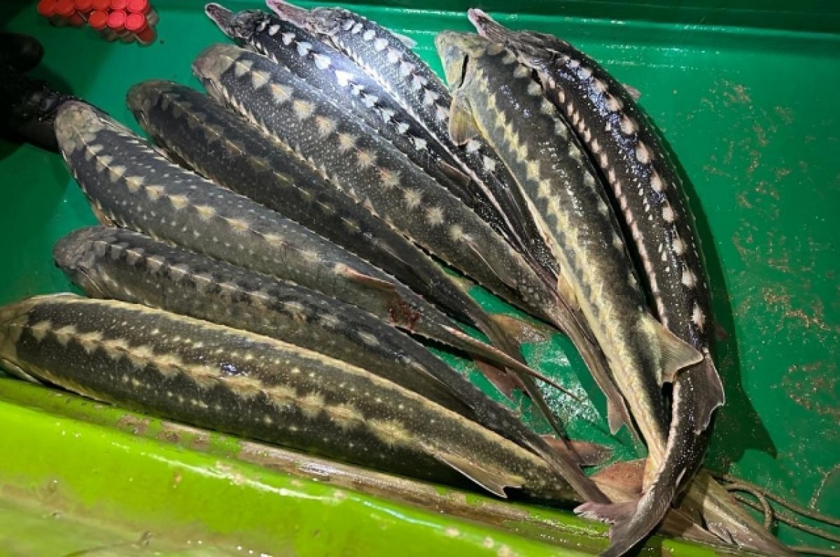    В Азовском море рыбопромысловая бригада незаконно выловила осетров