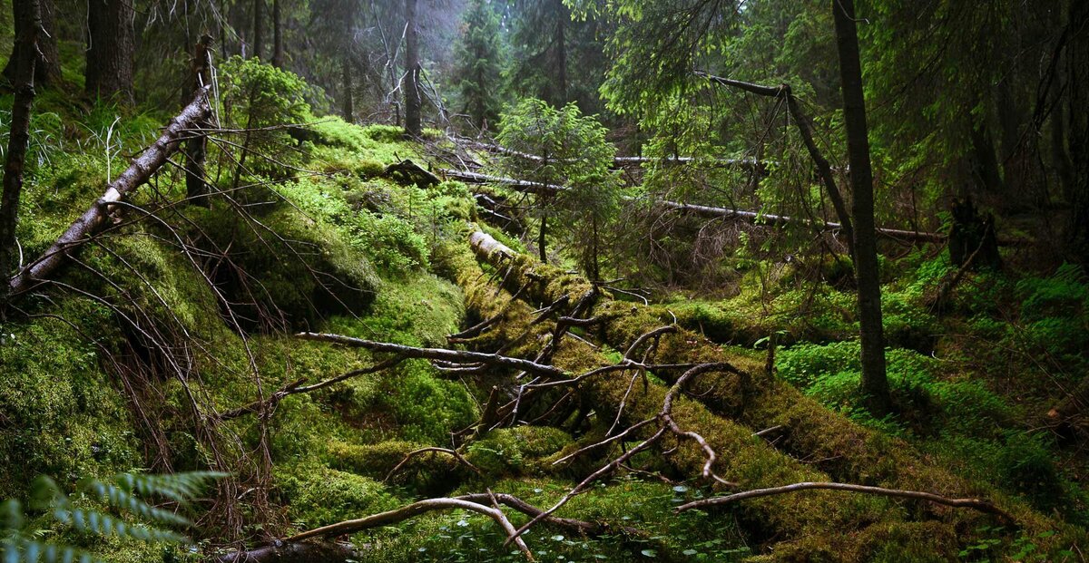 Непроходимая тайга.