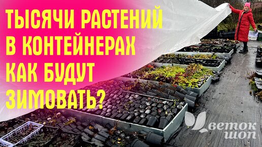 Тысячи растений в горшках, как будут зимовать? Делюсь секретами и показываю масштабы