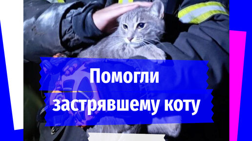 KP.RU:Комсомольская правда | Кот благодарно промяукал «спасибо» своим ...