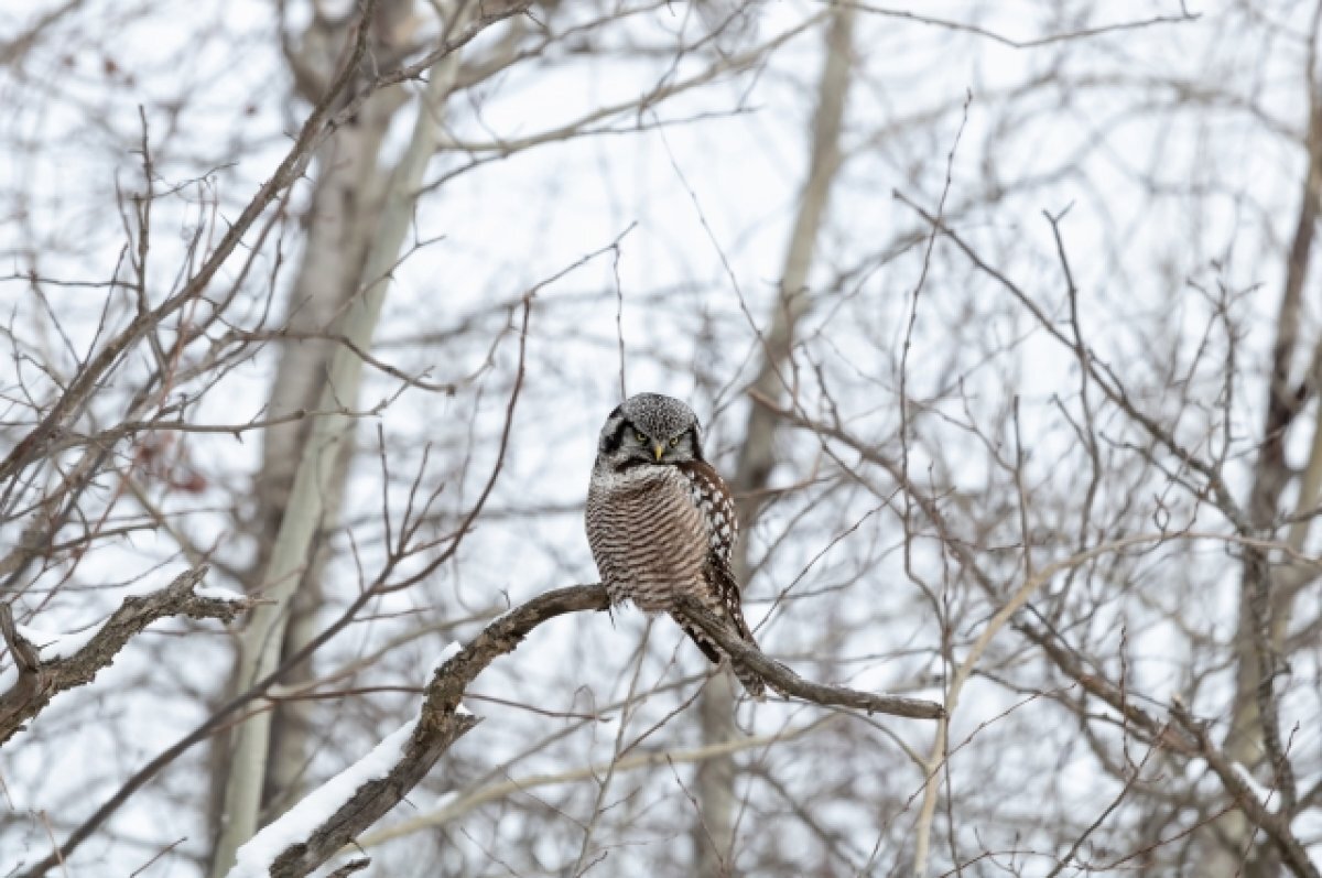    В Югре из краснокнижных могут быть встречены беркут, филин, ястребиная сова.