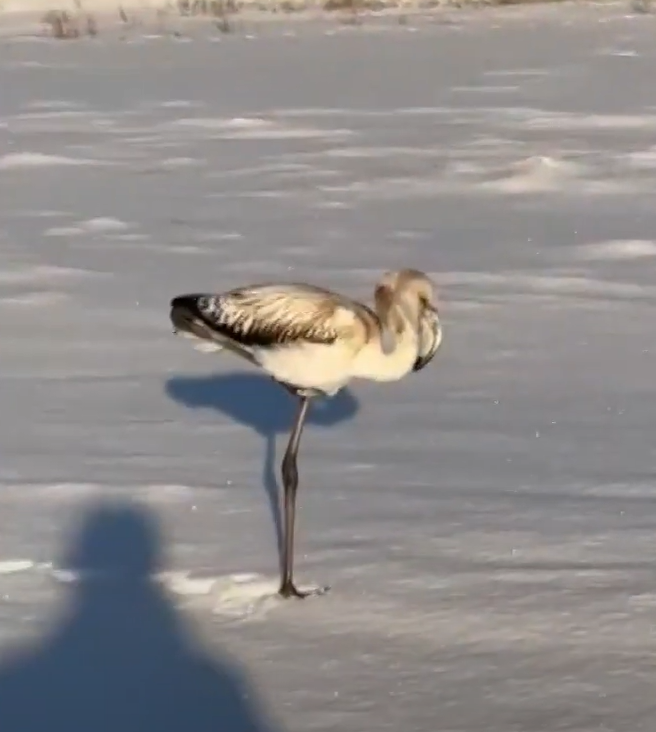    Фламинго в Нягани. Фото: Скриншот/ Соцсети