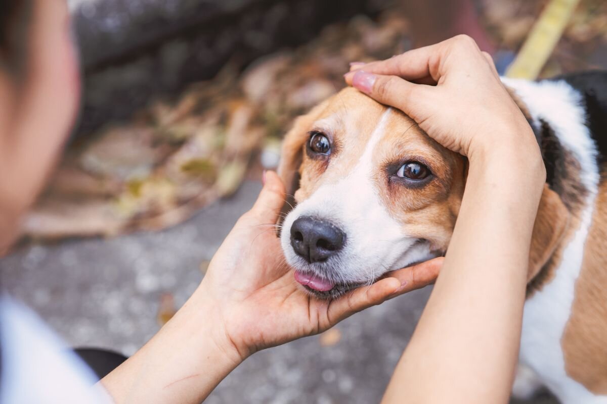 Как собаки воспринимают человека – собачий взгляд на хозяина? | Dog Breeds  | Дзен