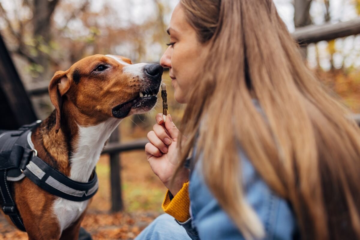 Как собаки воспринимают человека – собачий взгляд на хозяина? | Dog Breeds  | Дзен