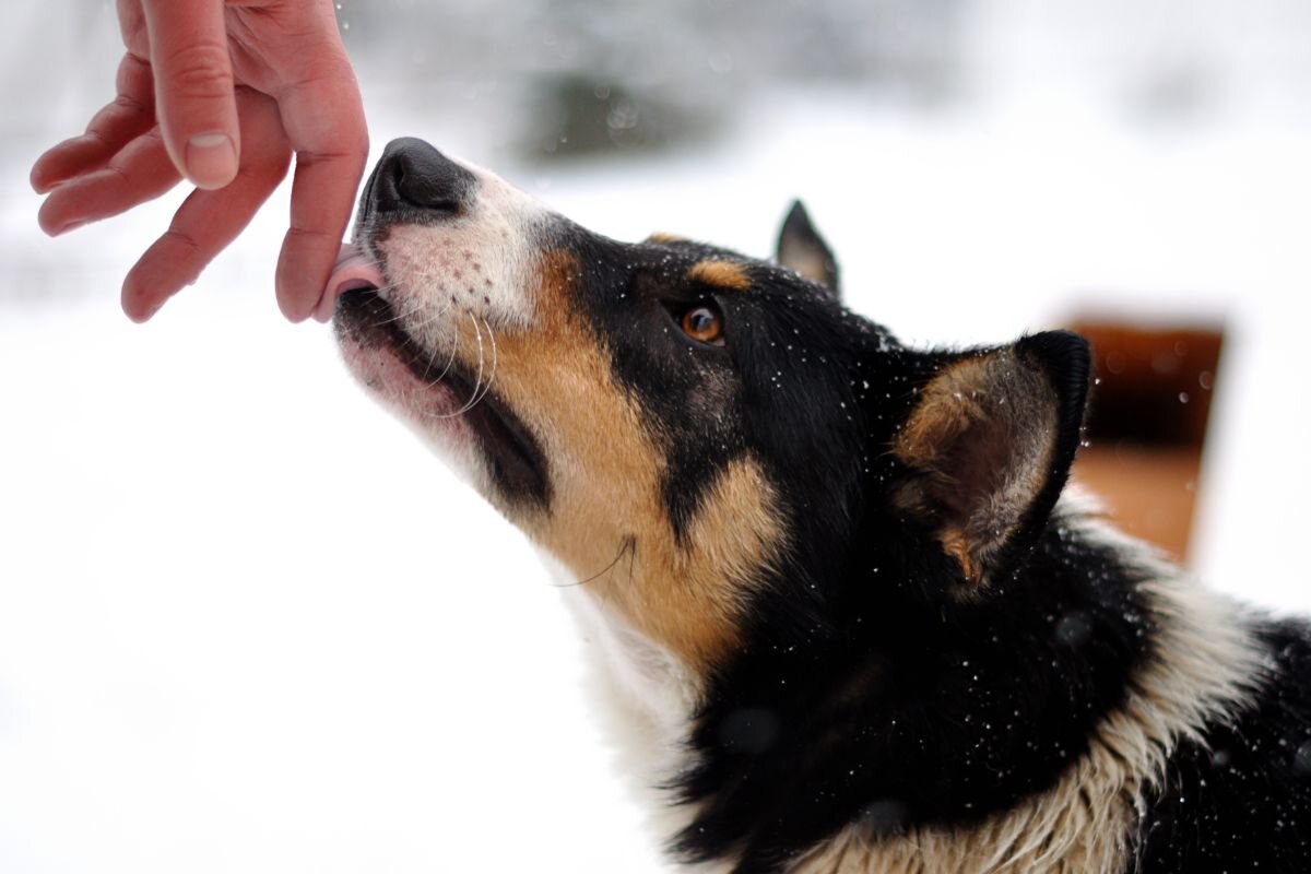 Как собаки воспринимают человека – собачий взгляд на хозяина? | Dog Breeds  | Дзен