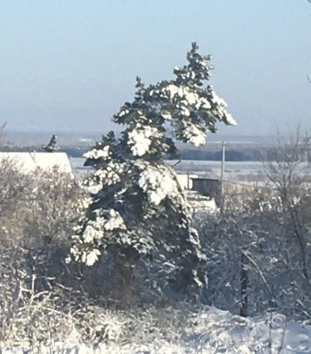 Ель согнулась под тяжестью снега. Вчера ещё нормальная была.