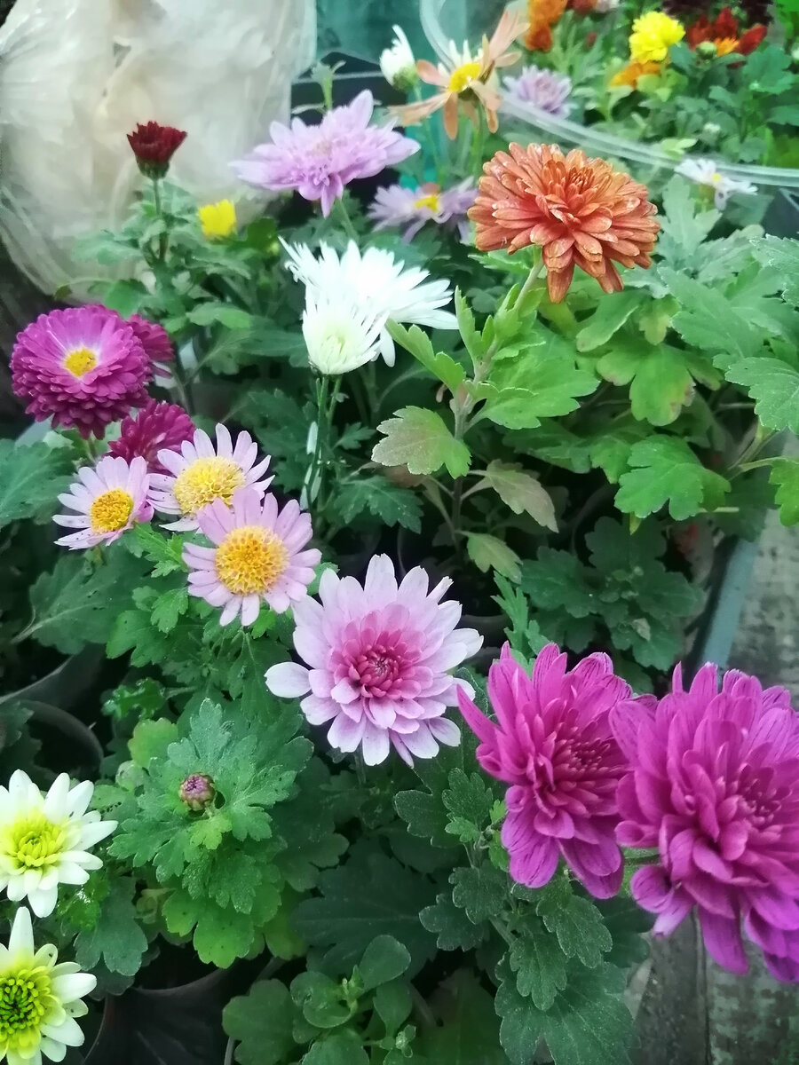 Мои укорененные осенние черенки