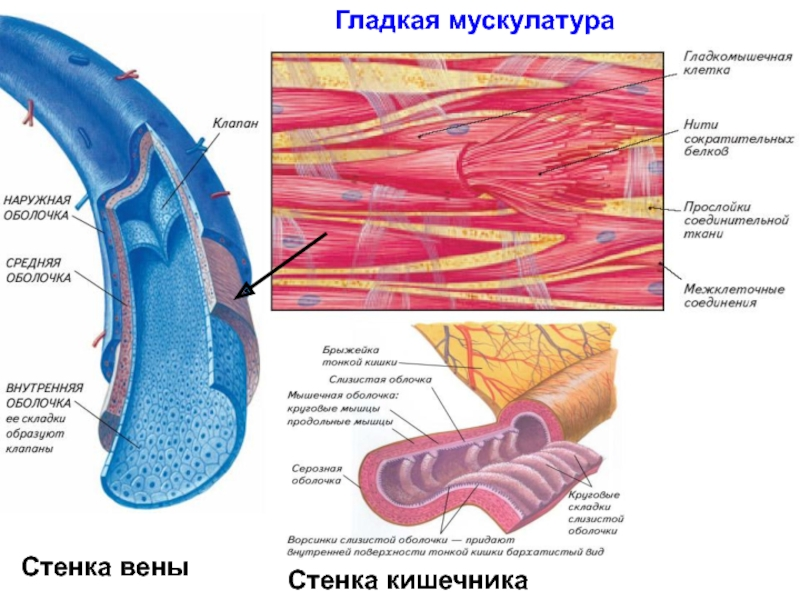 Наружная оболочка вены. Гладкая мускулатура. Гладкие мышцы кишечника. Мускулатура сосудистой стенки. Гладкая мускулатура кишечника.