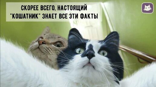 😻5 любопытных фактов для тех, кто планирует завести котёнка