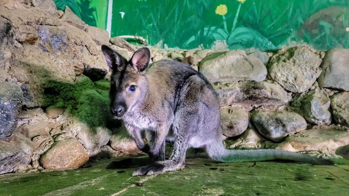     Животные образовали пару и ждут новоселья.