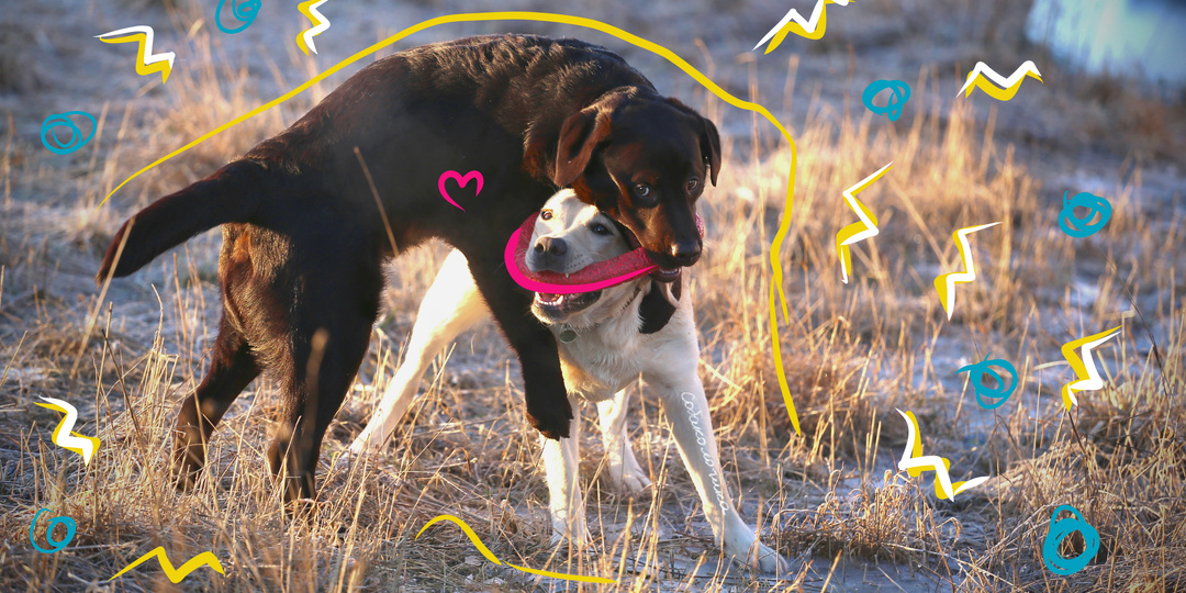 Как подружить собаку с другими во дворе и избежать драки