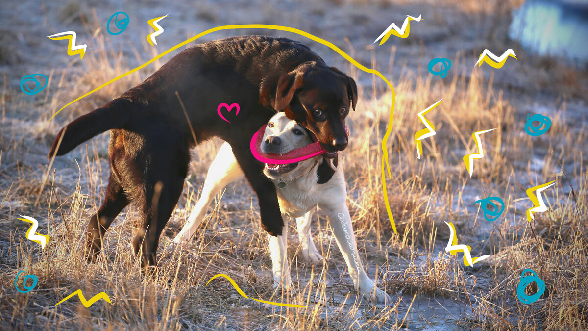 Лабрадоры Митч и Арчи друзья с детства – их хозяева тоже дружат.