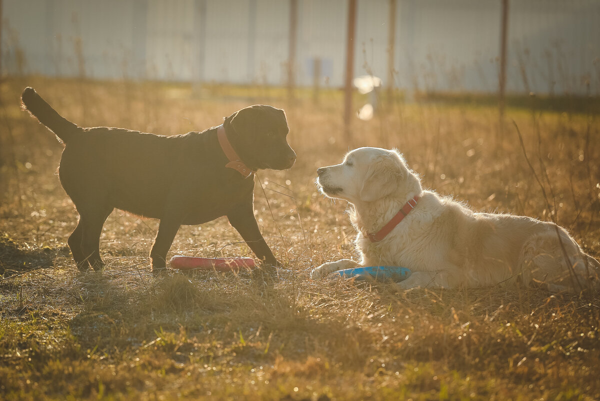 На фото Панда и Эмили договариваются о том, чья игрушка.