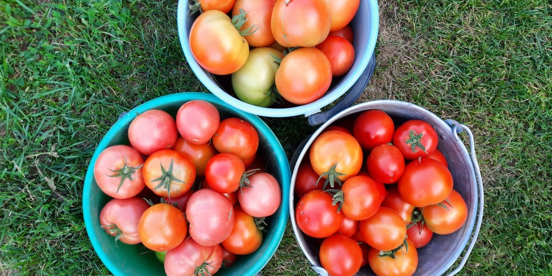 Свои свежие томаты до Нового Года. Какие сорта выбрать. Как хранить