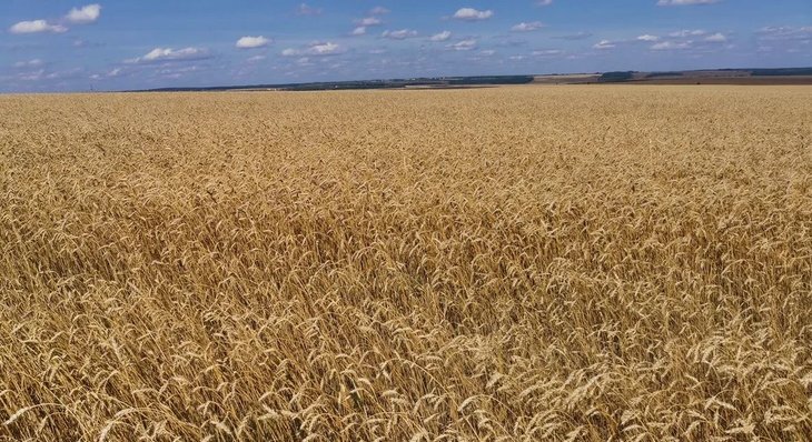    В Новгородской области подводят итоги уборочной кампании 2023