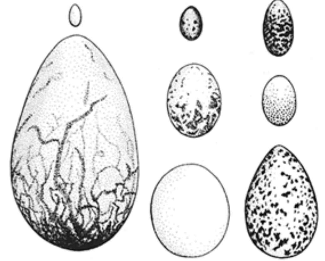 Hatching eggs. Ciclua pakla Nauplius развитие яйцо науплеус.