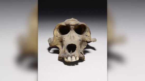    Исследование ДНК египетских мумий бабуинов помогло найти затерянное царство Пунт Богдан Герцен
