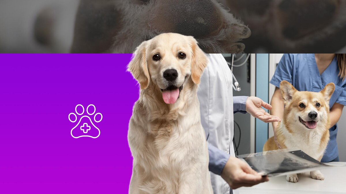 Коллаж 78.ru: pngwing.com, freepik.com, unsplash.com, flaticon.com/Smashicons