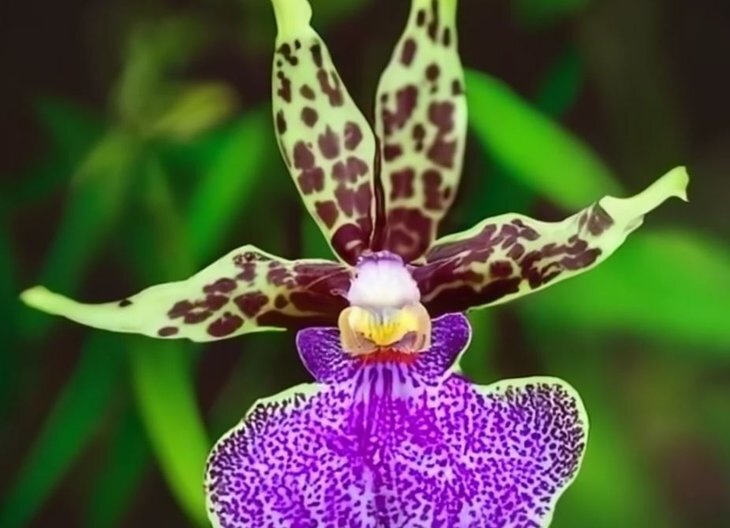    Орхидея отцвела: что делать дальше