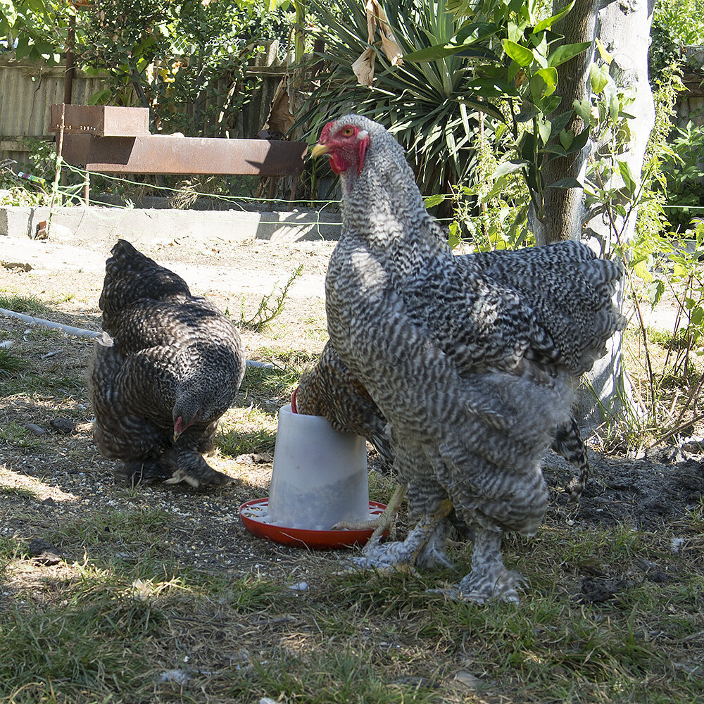 Полосатая брама рядом с кормушкой БК-6, ее высота 25см. .Фото автора