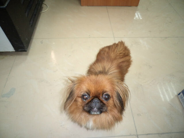 Берта пришла за сосиской)) Фото автора.