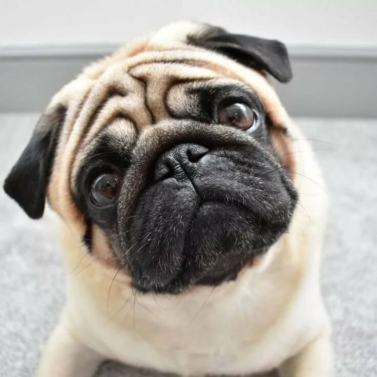 "Не надо меня с енотом, пожааалуйста!" 