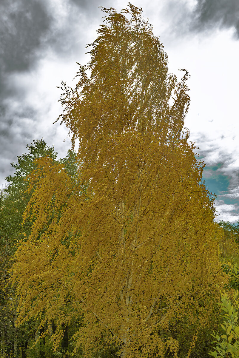 Фотография листьев на дереве: Эта фотография захватывает момент, когда листья колеблются на ветру.