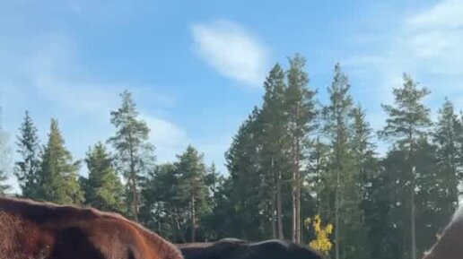 Landfermer | Наши коровки всегда едят только самое полезное и вкусное ...