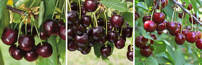 Как правильно посадить и ухаживать за дюками (черевишнями): советы и рекомендации