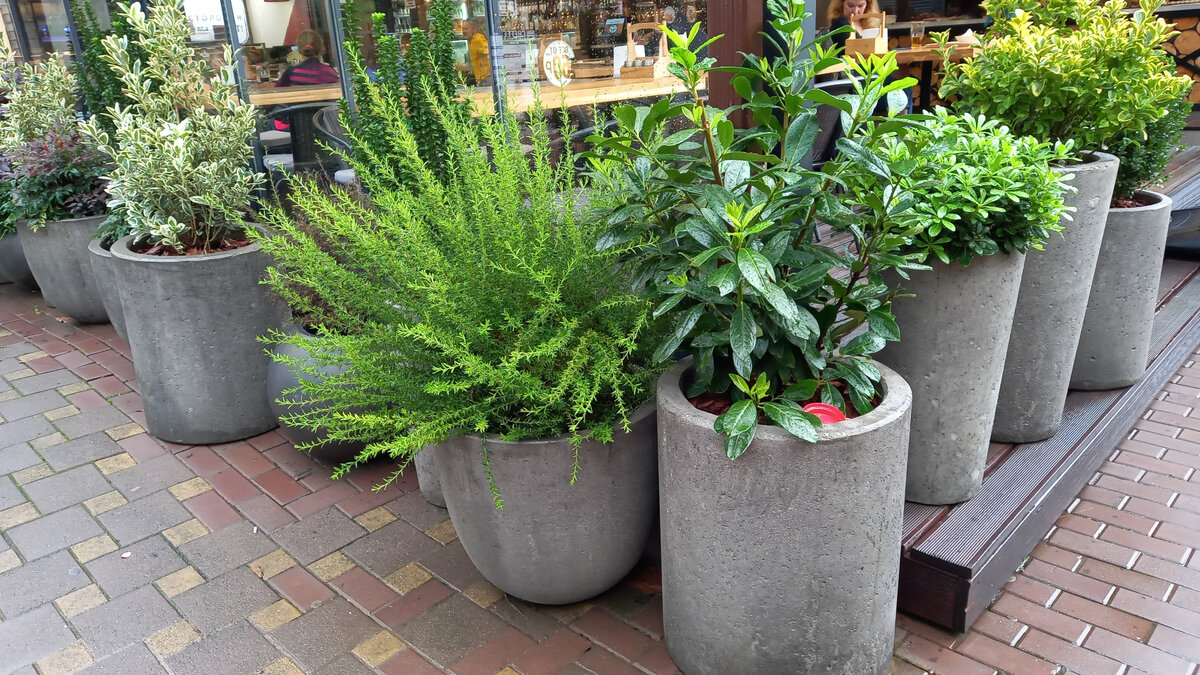 Вот такие красавцы стоят возле кафе на одной из улиц Сочи