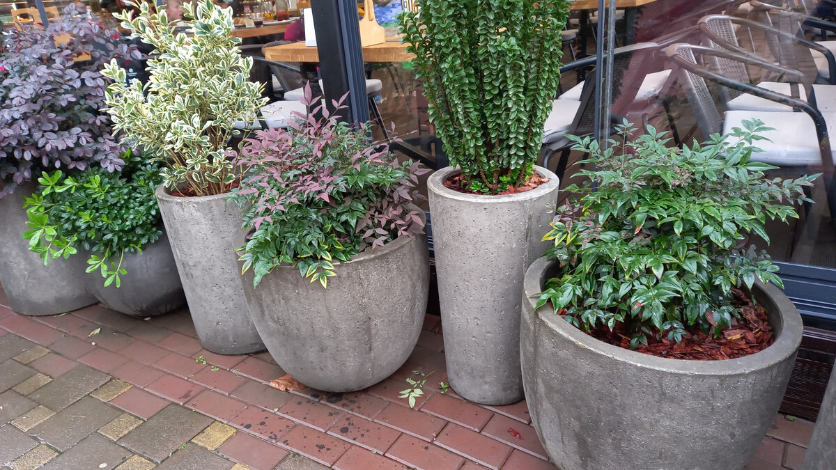 Сад в бетоне