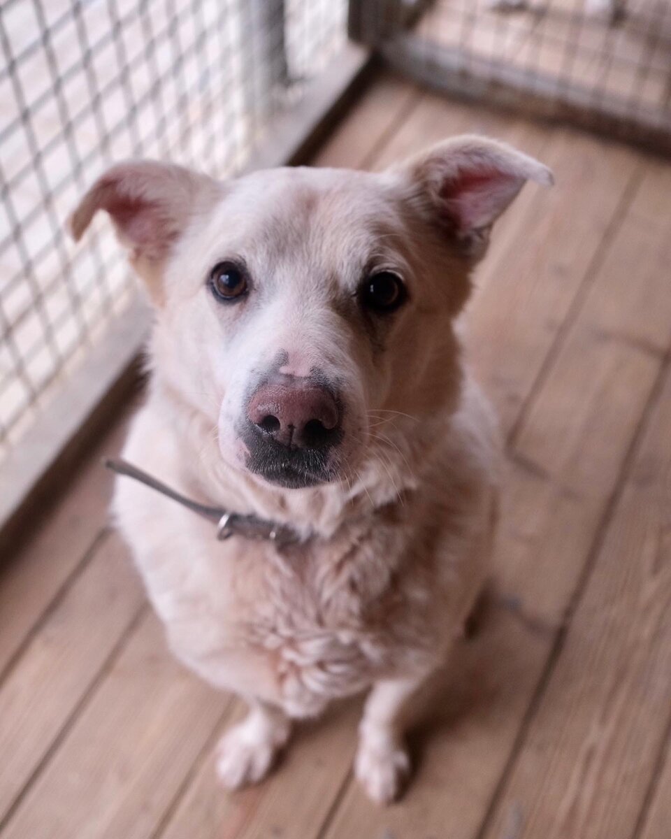 Рокки, около 9 лет