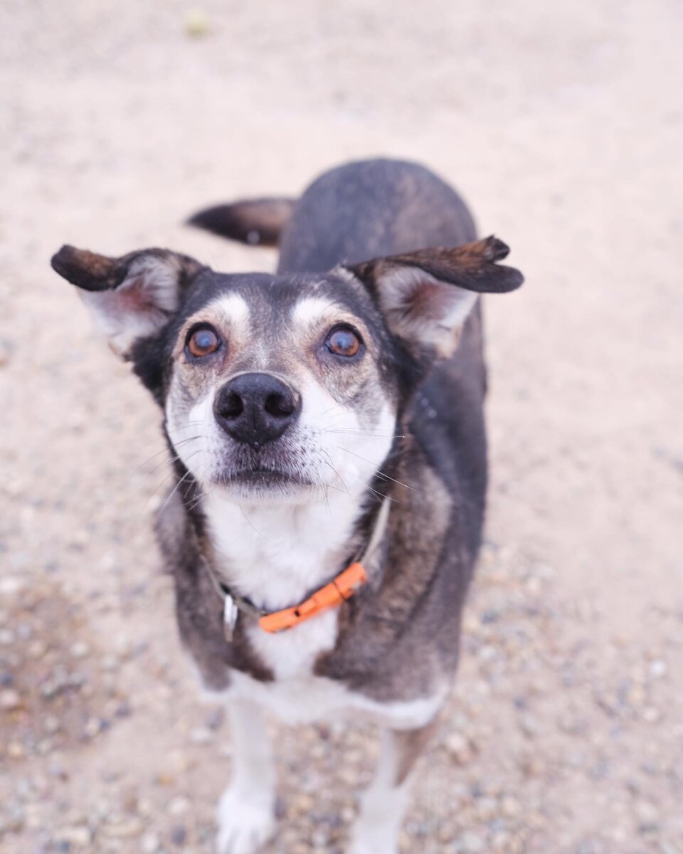 Дружок, около 15 лет