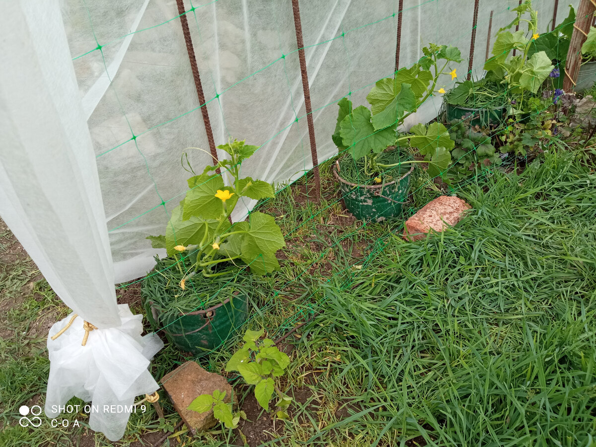 Огурчики в ведрах и под спанбондом. Это спасло от града, ливней и палящего солнца. Рожь, посеянная рядом, тут же шла в ведра на мульчу. Фото автора.