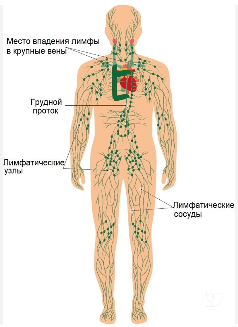 Лимфатическая система