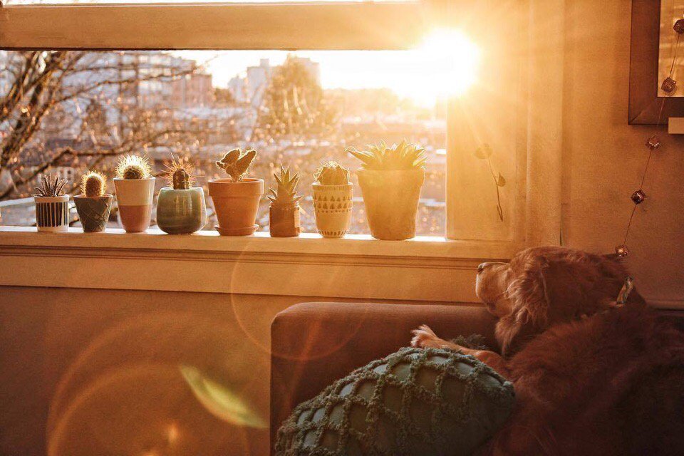 Новый день в мое окно. Утро Эстетика. Солнечные лучи в окне. Уютные картинки. Уютное летнее утро.