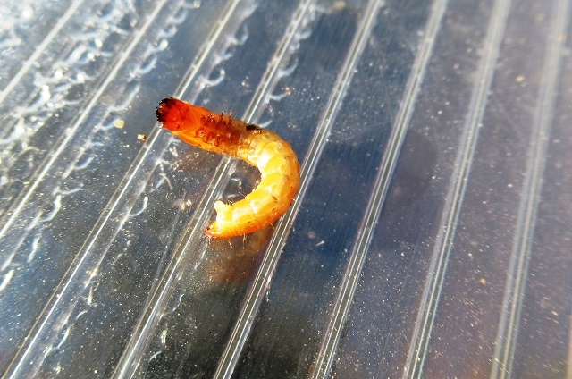 Откуда берется проволочник на огороде и как от него избавиться: 7 эффективных способов