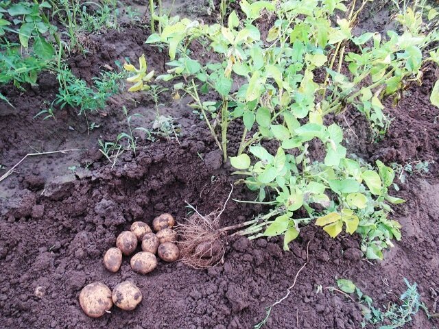 Откуда берется проволочник на огороде и как от него избавиться: 7 ...