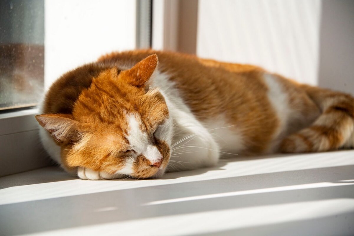 Тружусь не покладая лап :)