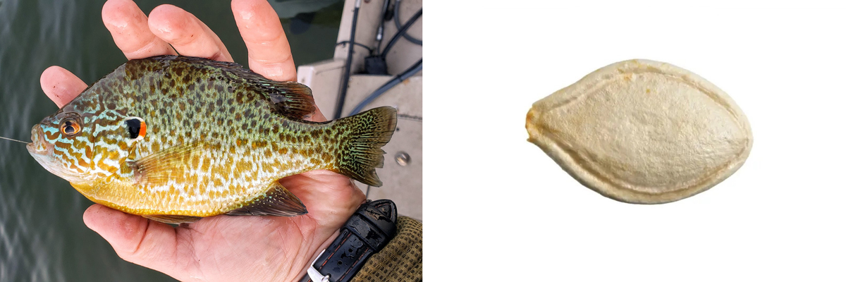 Американцы называют солнечника «тыквенной семечкой». Интересно, почему?