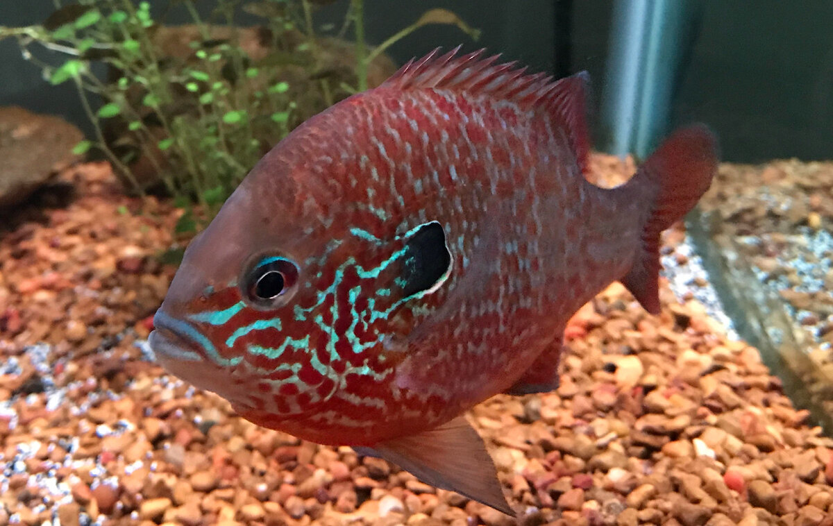 Вы можете посадить меня в клетку. Но вы не сможете сдерживать меня вечно!