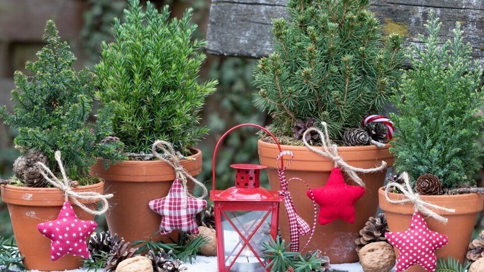    «Известия»: Цены на живые новогодние елки в России вырастут на 5-7% Shutterstock