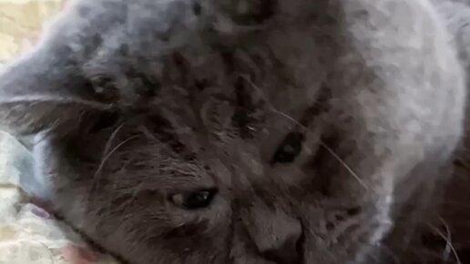 Кот Федя | Мадам, позвольте поцеловать вашу ручку🫱 | Дзен