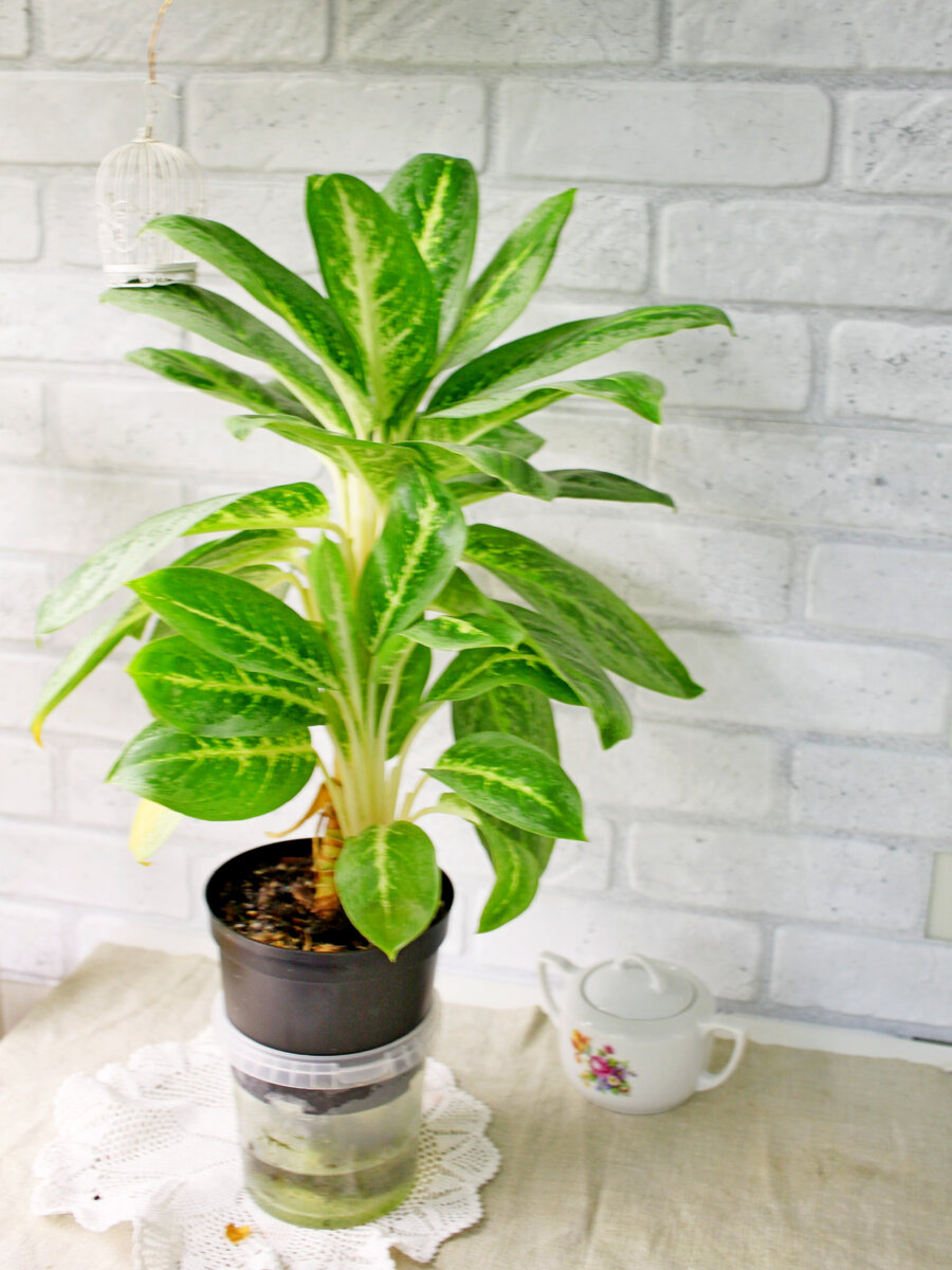 Аглаонема на фитиле. Фото и коллекция автора Masteritayaplants